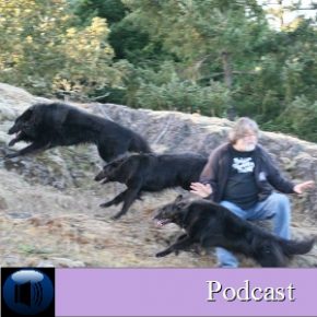 3 Dogs